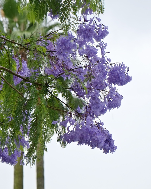 ジャカランダの花_f0218012_19272912.jpg