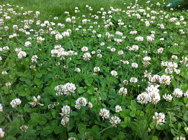 夏の野花　－　Sommarblommor_e0250023_834584.jpg