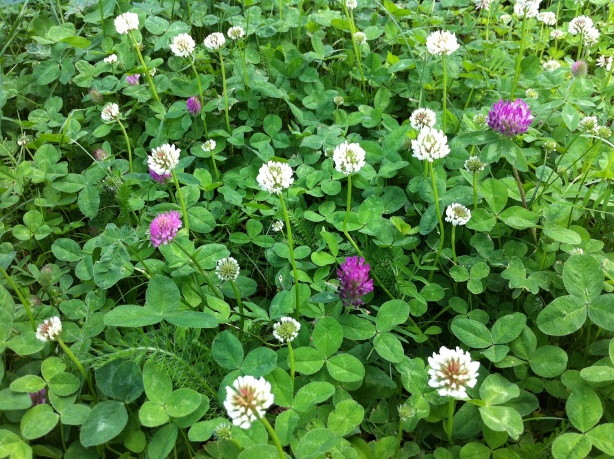 夏の野花 Sommarblommor トイプーと暮らすストックホルム