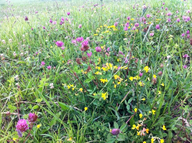 夏の野花 Sommarblommor トイプーと暮らすストックホルム