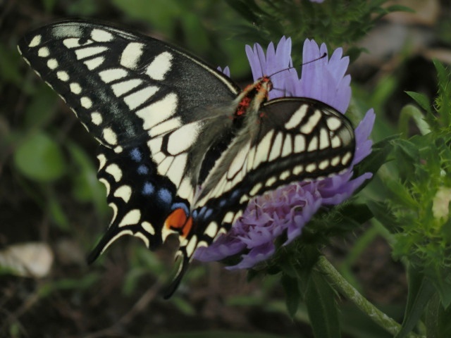 e0234924_8121169.jpg