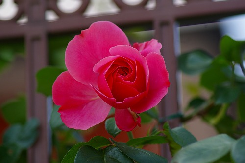 f0170524_12263225.jpg