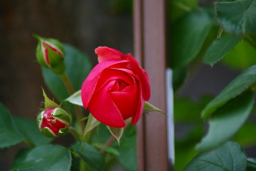 f0170524_12264046.jpg