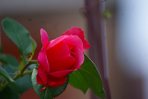 f0170524_12264999.jpg
