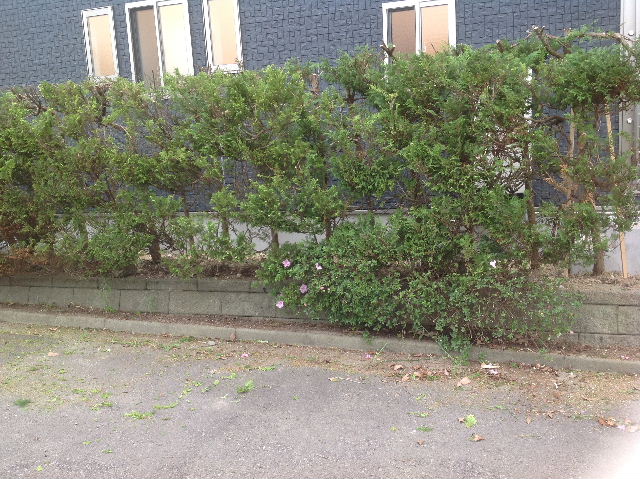 基礎と植木と・・・_f0031037_21532934.jpg