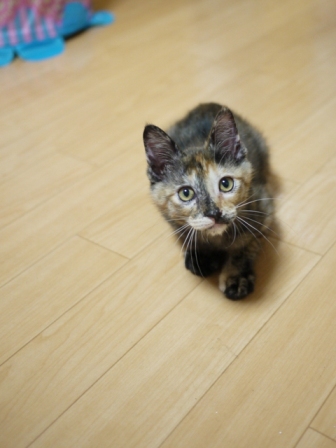 猫のお友だち ようちゃん編。_a0143140_17583311.jpg