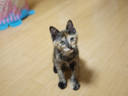 猫のお友だち ようちゃん編。_a0143140_1758654.jpg