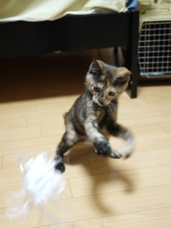 猫のお友だち ようちゃん編。_a0143140_17593368.jpg