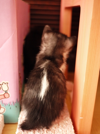 こくぅ猫 みるきぃ編。_a0143140_21131423.jpg