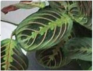 世界一かわいい♪うちの観葉植物_e0195743_25811.jpg