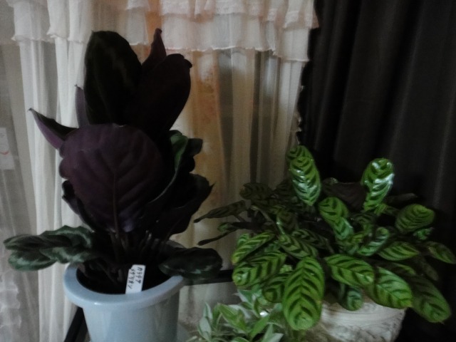 世界一かわいい♪うちの観葉植物_e0195743_2581292.jpg