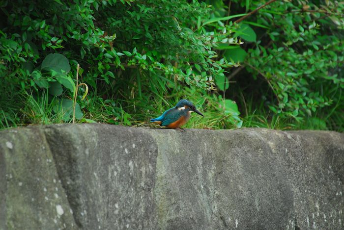 『子カワセミたちの季節／2013.06.18』 ykf-7_a0289546_028295.jpg