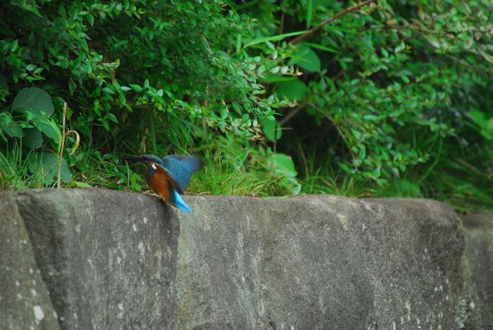 『子カワセミたちの季節／2013.06.18』 ykf-7_a0289546_02998.jpg