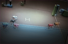 a0019747_2215664.gif