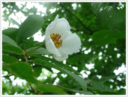 タデハラ湿原　と　花散策_f0224350_19549100.jpg