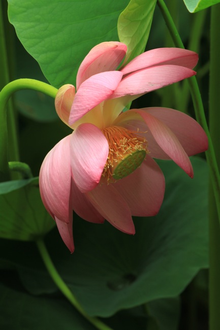 lotus 3_a0271251_13182941.jpg