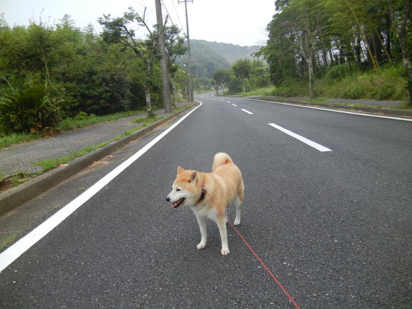 ’13,6,26(水)朝顔つくしだよ~!_f0060461_6541877.jpg
