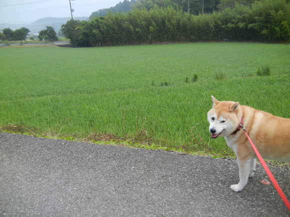 ’13,6,26(水)朝顔つくしだよ~!_f0060461_705960.jpg
