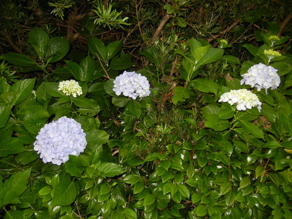 ’13,6,26(水)朝顔つくしだよ~!_f0060461_70619.jpg