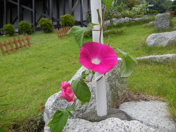 ’13,6,26(水)朝顔つくしだよ~!_f0060461_7344979.jpg