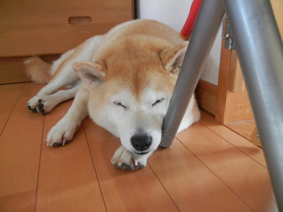 ’13,6,26(水)朝顔つくしだよ~!_f0060461_883344.jpg