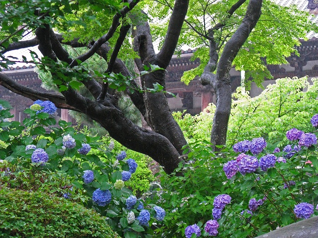 雨の遊行寺_e0323465_22125676.jpg