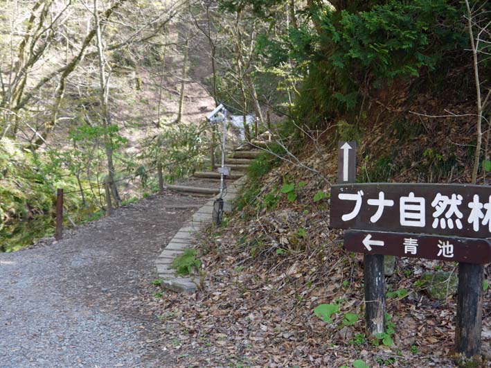 十二湖の神秘的な青池とブナ林：永平寺から白神山地へ②_c0014967_7524288.jpg