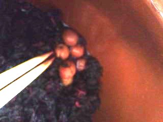 プチ便り(梅干し②)_a0206870_1382062.jpg