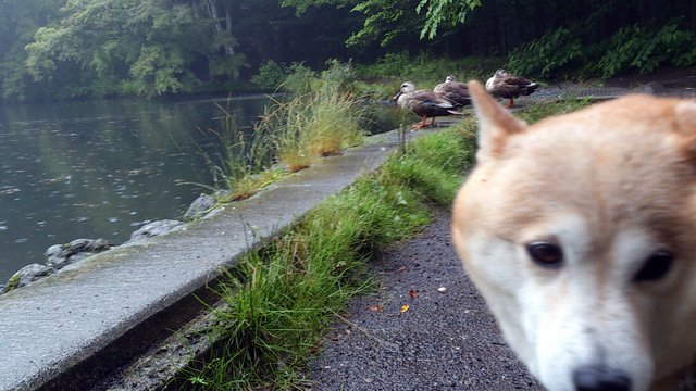 水もしたたる、いい・・・？_b0274270_1681530.jpg