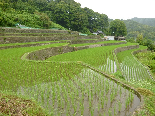 見事な棚田風景_e0175370_14454563.jpg
