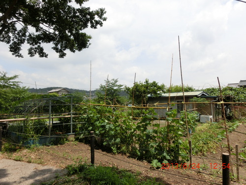 d0007071_85035.jpg