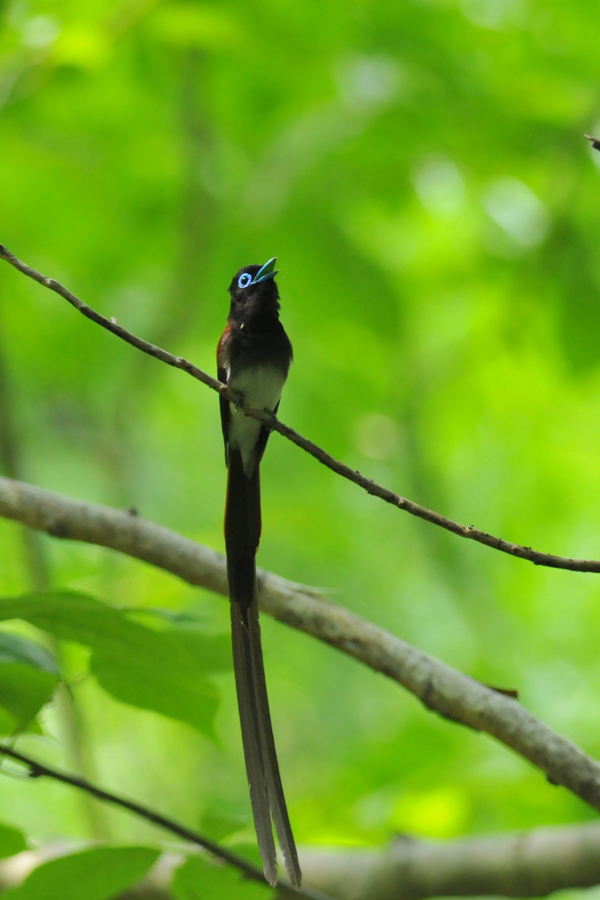 サンコウチョウ (ソングポストⅣ)_f0053272_11223840.jpg