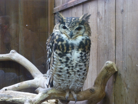 静岡県富士宮シリーズ　　富士花鳥園に行く_b0011584_67482.jpg