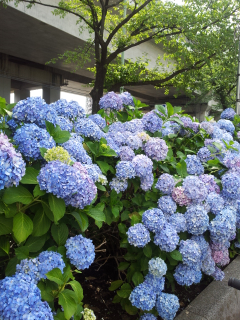 もうじき~_b0210688_20455868.jpg