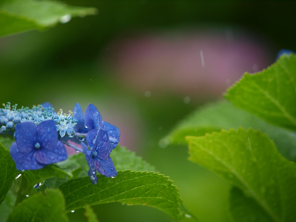 2013 06 26 雨だ♪アジサイ祭りだ♪万博だ♪のはずが・・・。_a0143491_18335649.jpg