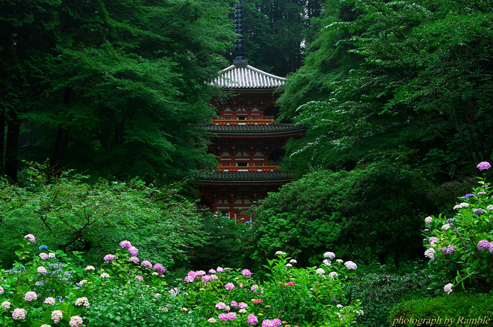 小さな紫陽花寺_c0193694_2113114.jpg