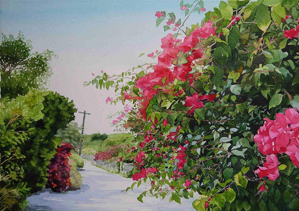 ブーゲンビリア① 植物データベース 花みどりライブラリ宮崎