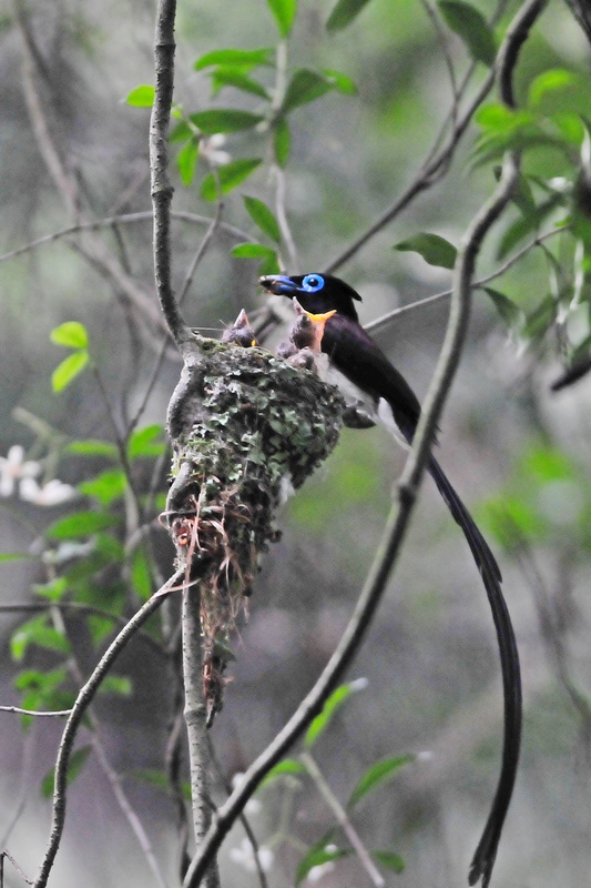 [狸]　サンコウチョウ_f0168596_1293178.jpg