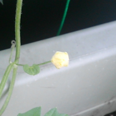 開花宣言!_a0167998_18201498.jpg