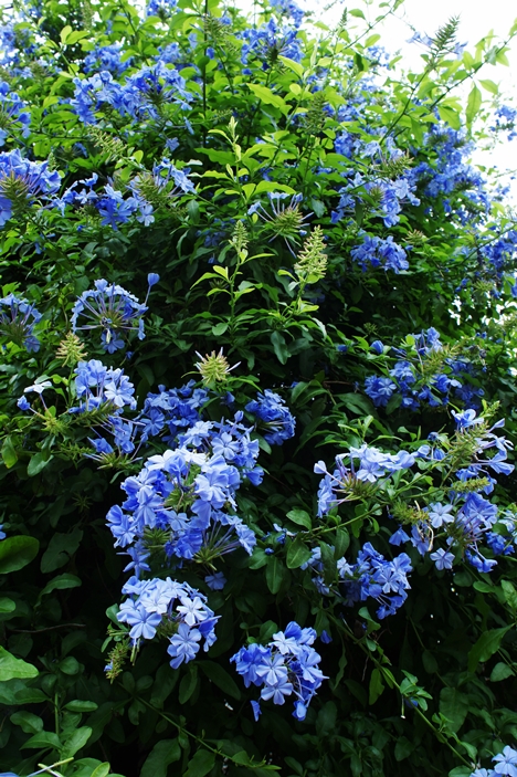瑠璃色の花 Passage