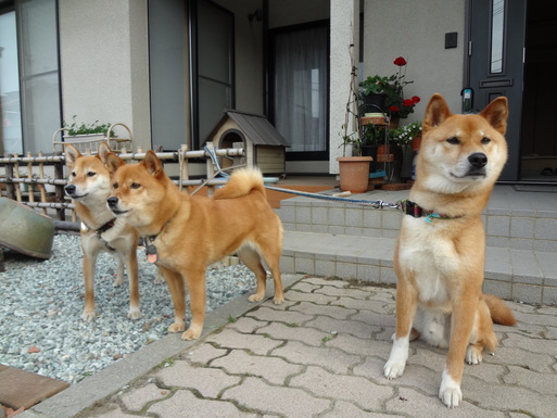 『きょうの料理』の本を見ながら～～！！！_e0292102_1465814.jpg