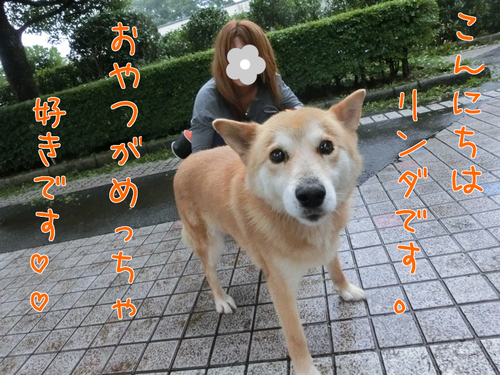 a0285205_16192490.png