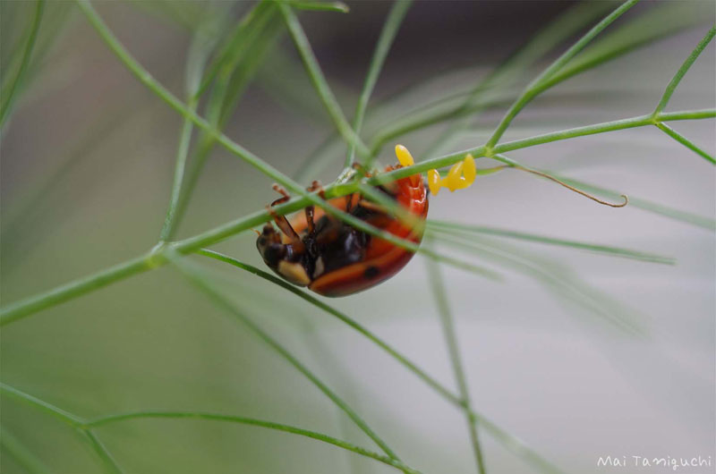 この春はテントウムシで大忙しでした 昆虫ブログ むし探検広場 この春はテントウムシで大忙しでした 昆虫ブログ むし探検広場