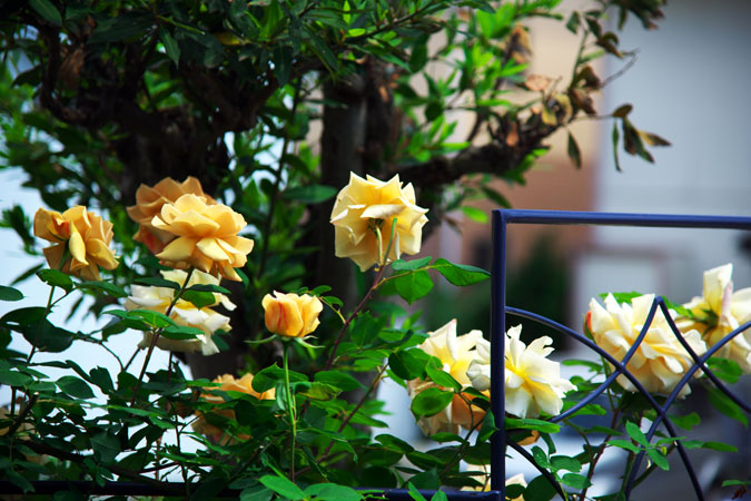 a0263109_14125461.jpg