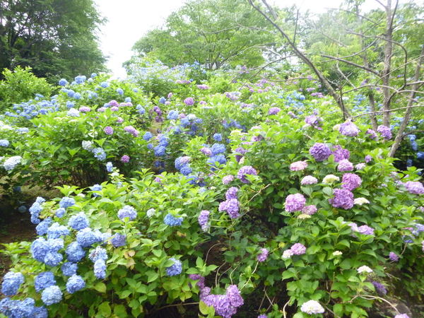 みのかも健康の森　高木山 (342M) 　に登る _d0170615_1591741.jpg