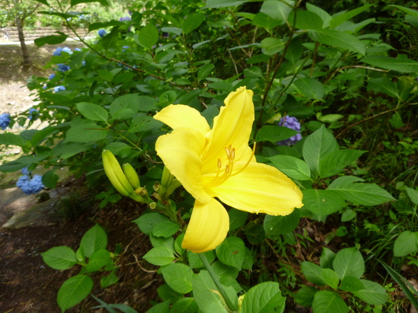 みのかも健康の森　高木山 (342M) 　に登る _d0170615_1592759.jpg