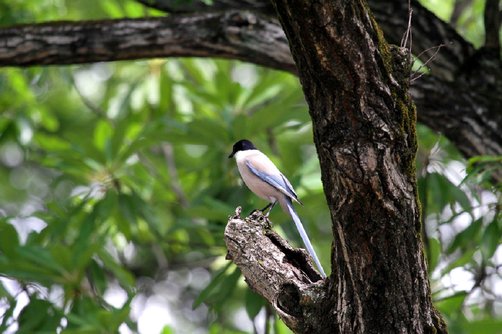 オナガの雛だいぶ大きくなりました 私の鳥撮り散歩