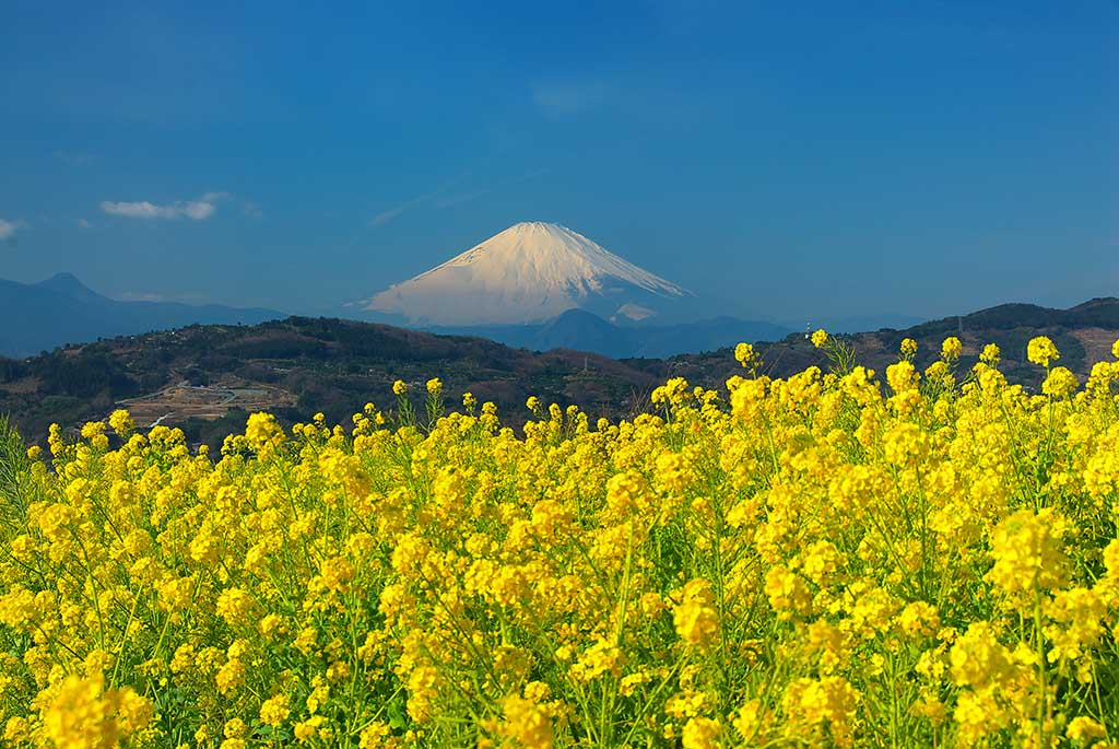 富士山　世界遺産_d0192516_184852100.jpg