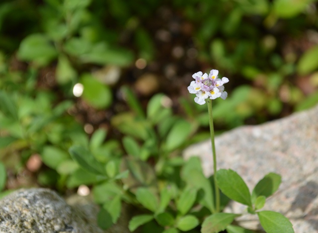 今朝のお庭から、、二番花がポツポツと_d0096422_9395223.jpg