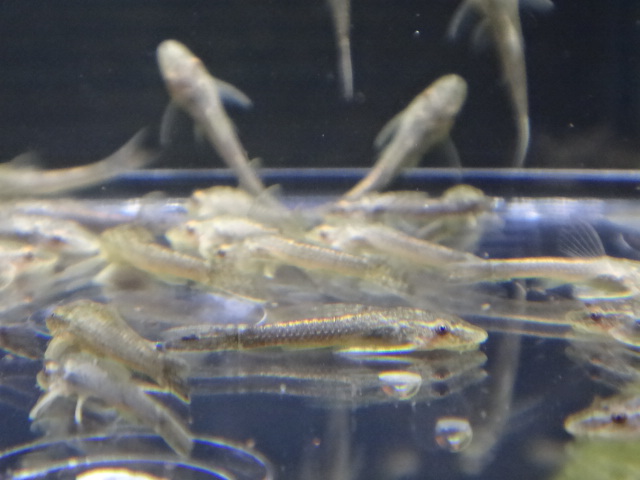 130627 熱帯魚・水草_f0189122_13264460.jpg